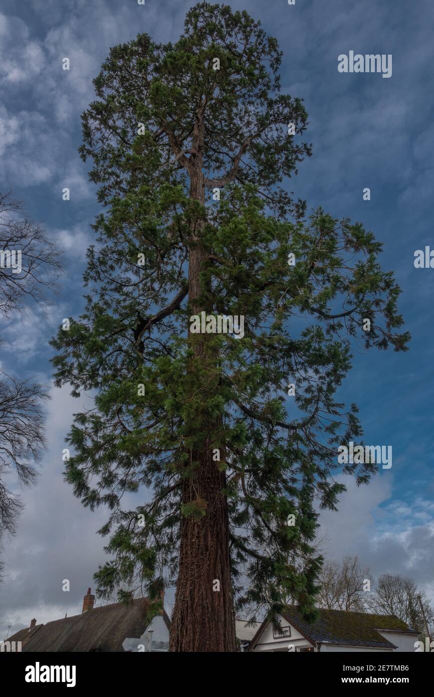 very tall fir tree in a village Stock Photo Alamy