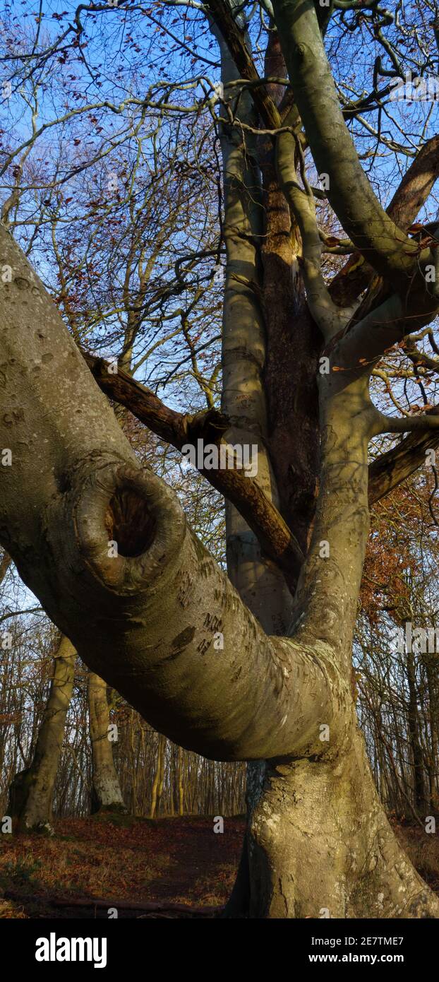 looking along a huge bough at two old intertwined trees Stock Photo