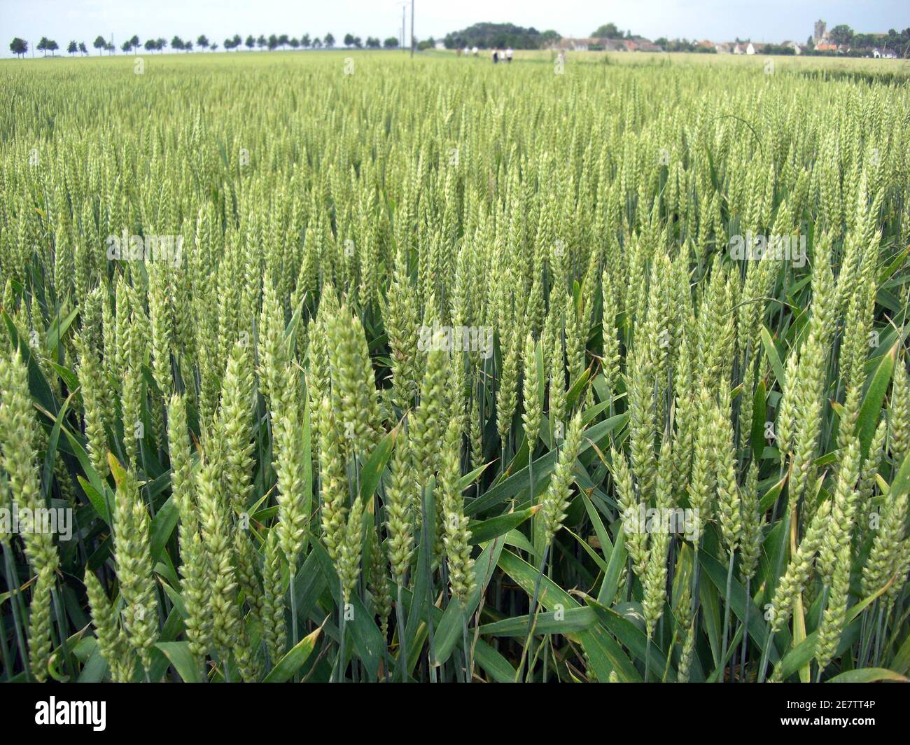 Champs de cereales hi-res stock photography and images - Alamy