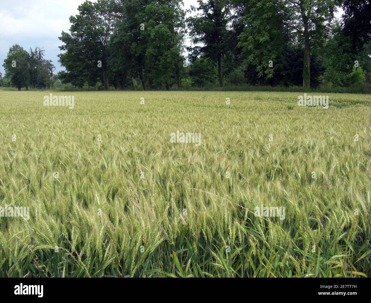 Champs de cereales hi-res stock photography and images - Alamy