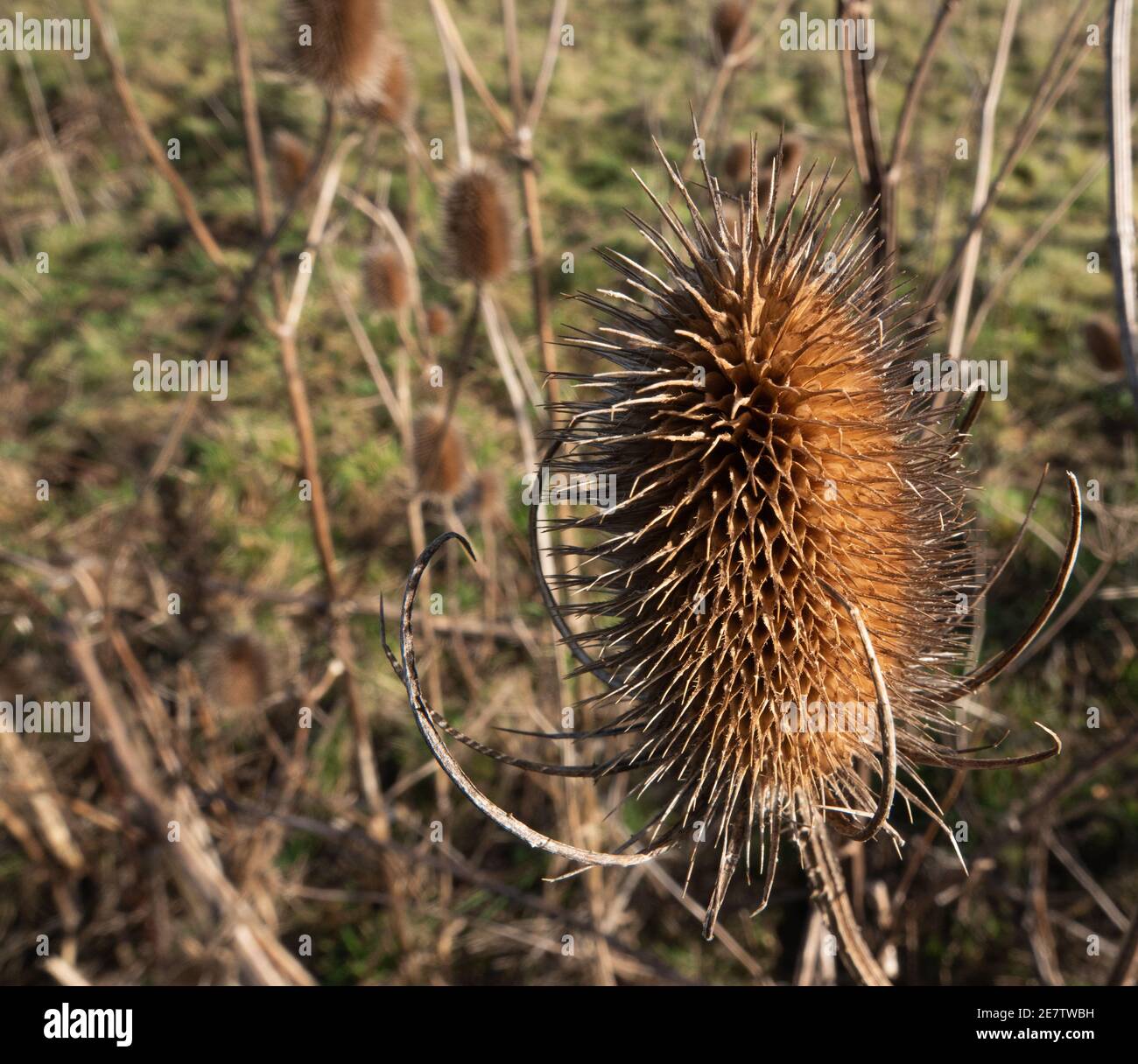 golden brown Dipsacus fullonum teasel autumnal thistle head Stock Photo