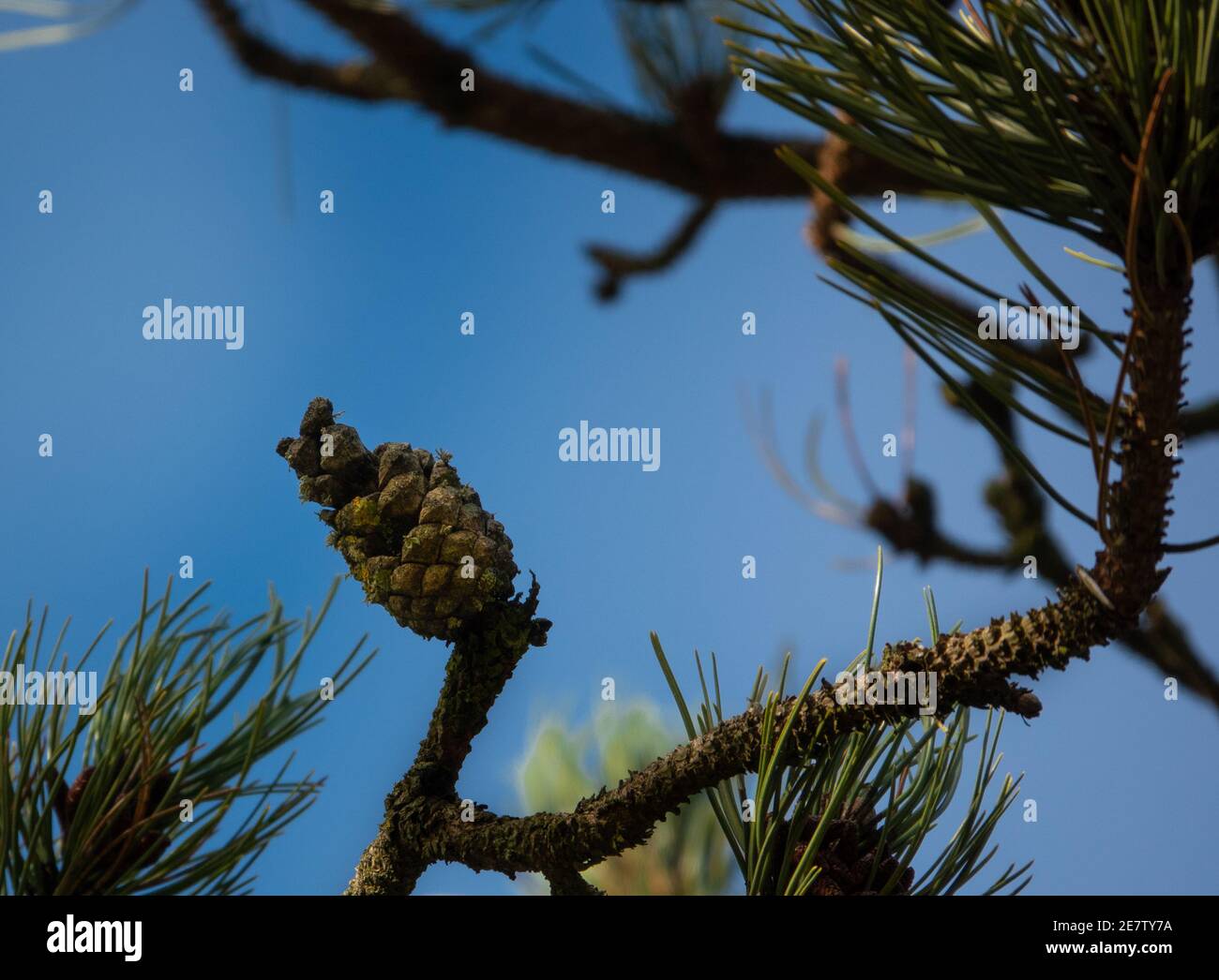lichen covered pine cone with green needles set against deep blue clear sky Stock Photo