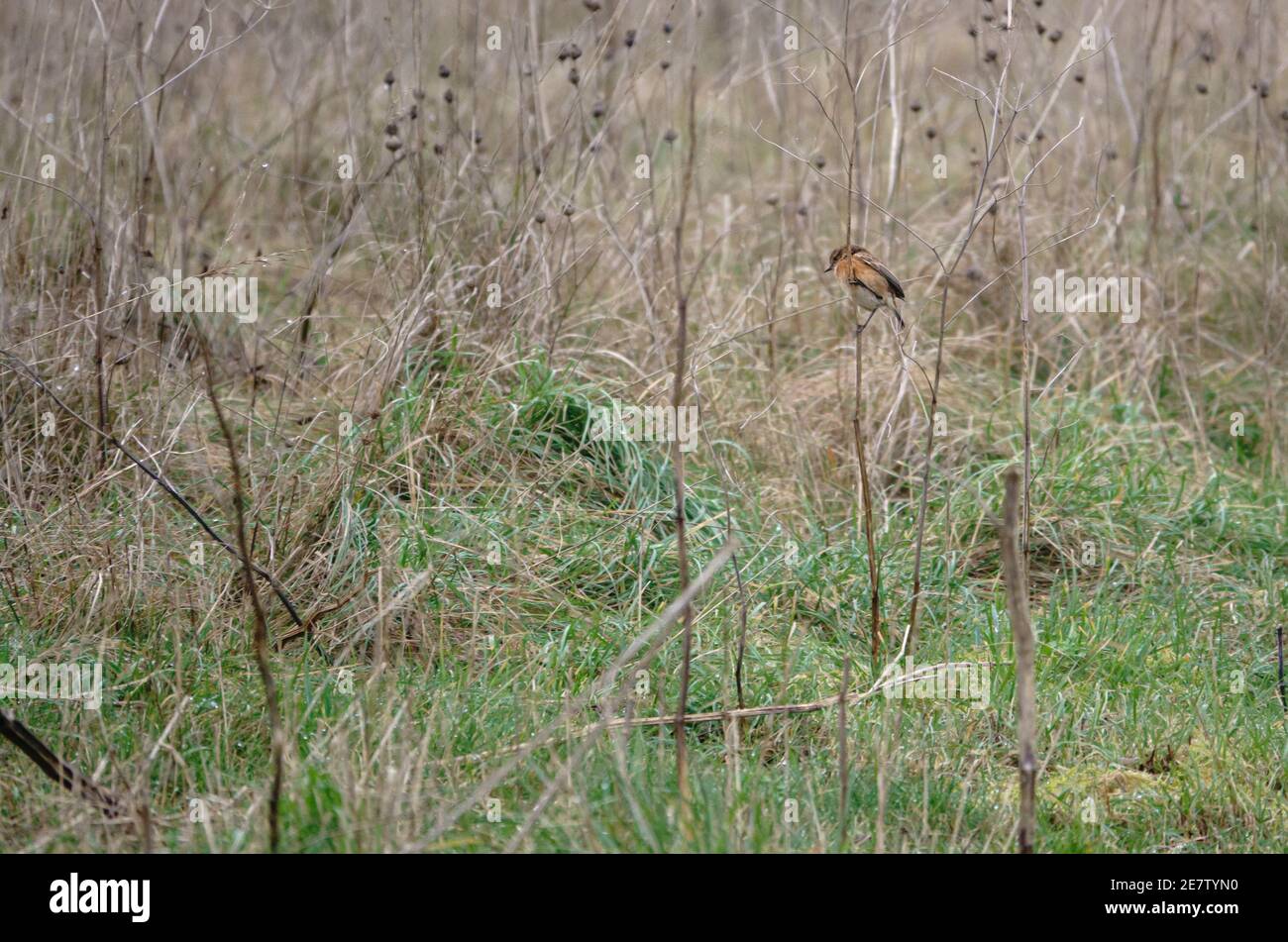 a stonechat hangs on to a tall winter flower stalk in a meadow Stock Photo