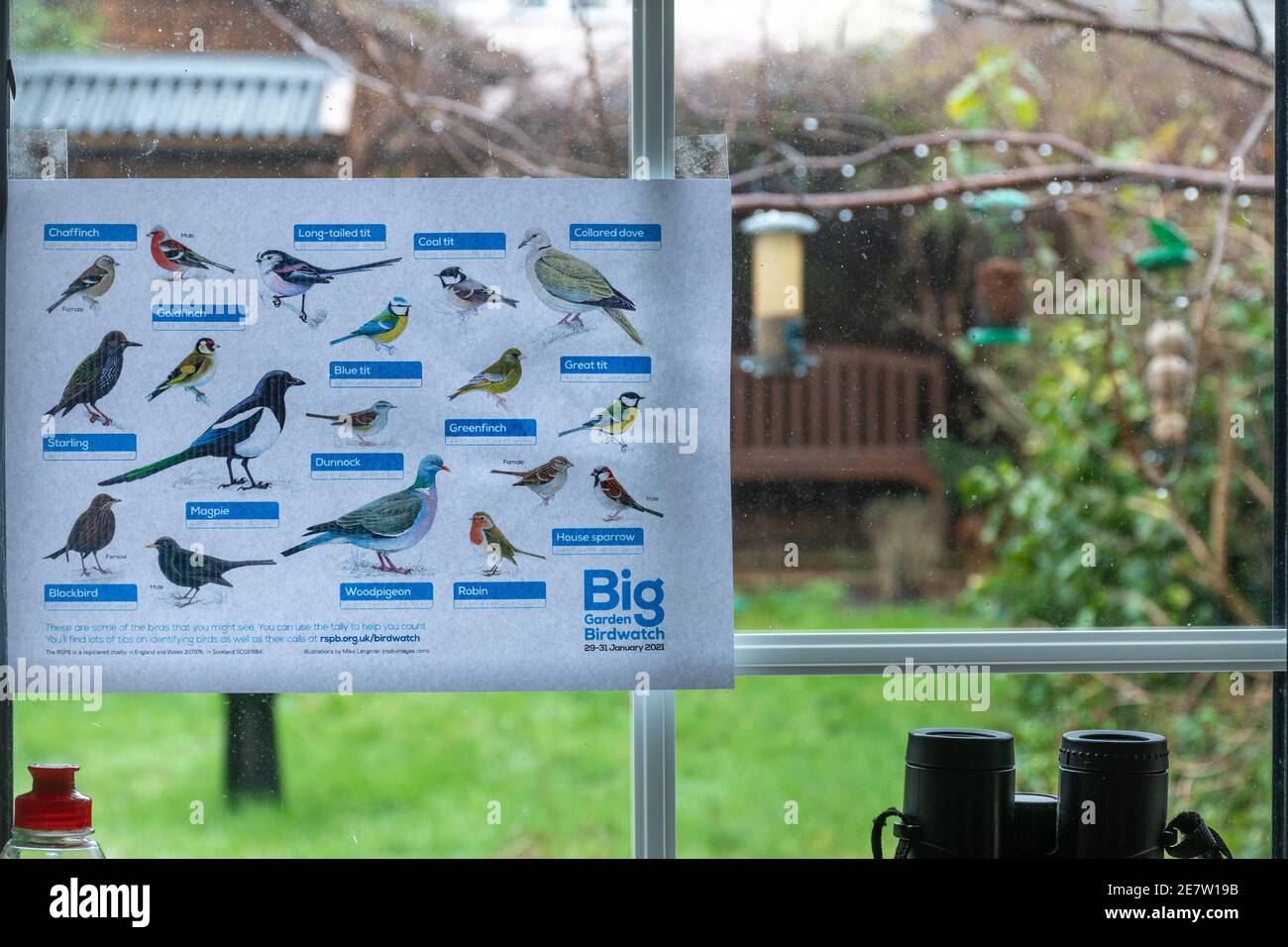 Taking part in the Big Garden Birdwatch with an RSPB bird ID (identification) chart in the kitchen window, UK, January 2021 Stock Photo
