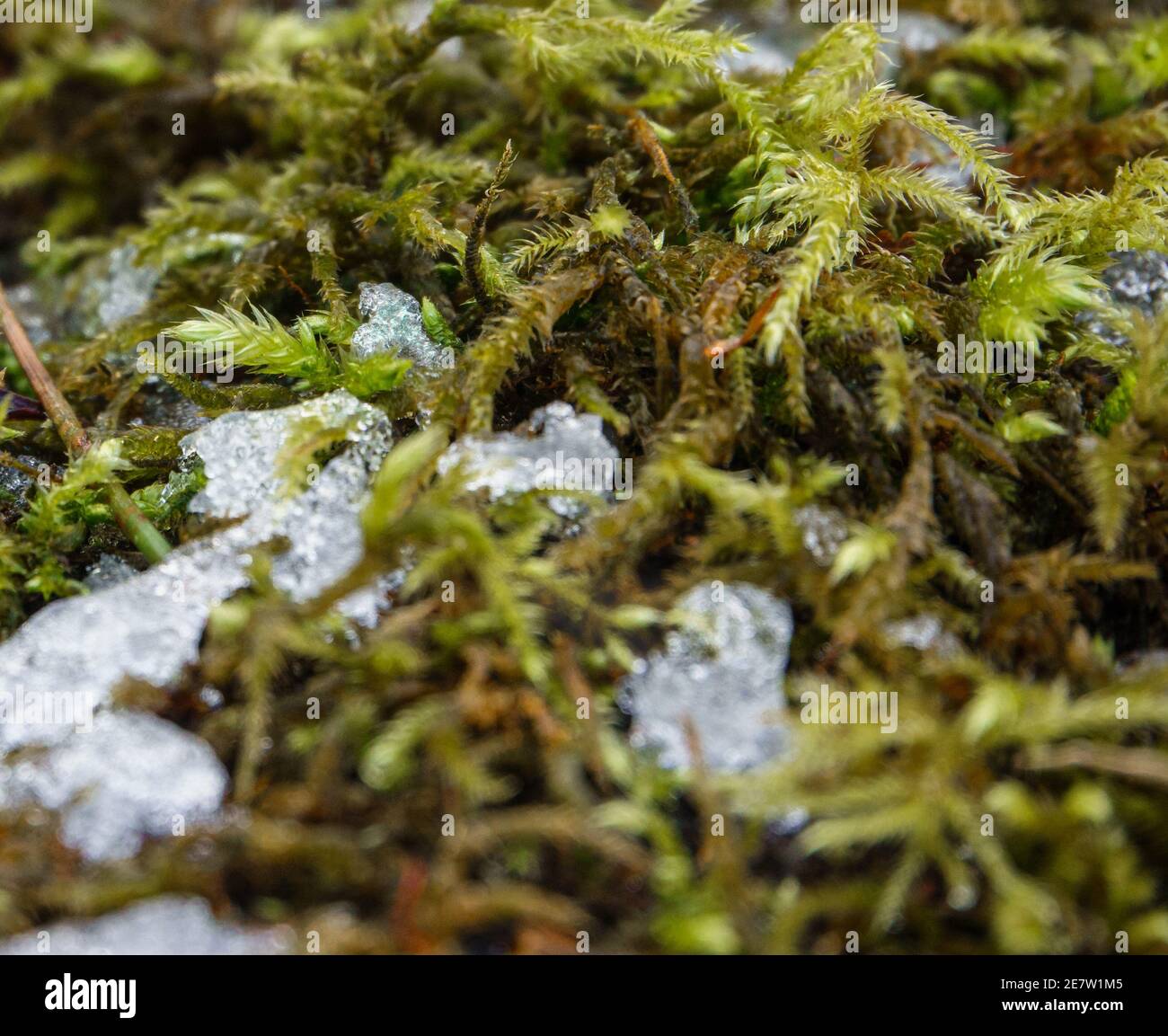 frozen ice crystals amongst green lichen Stock Photo