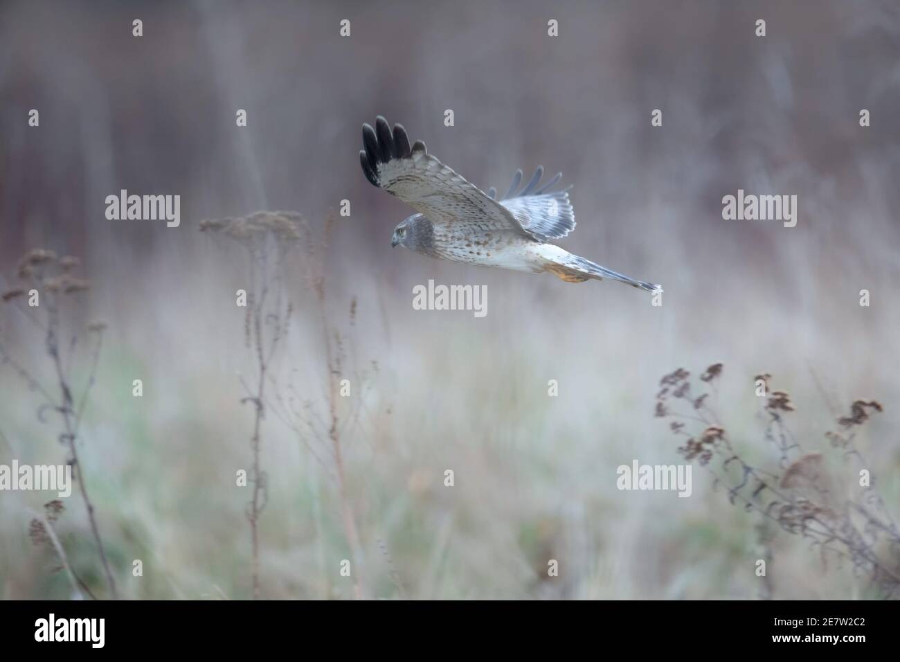American Harrier High Resolution Stock Photography and Images - Alamy