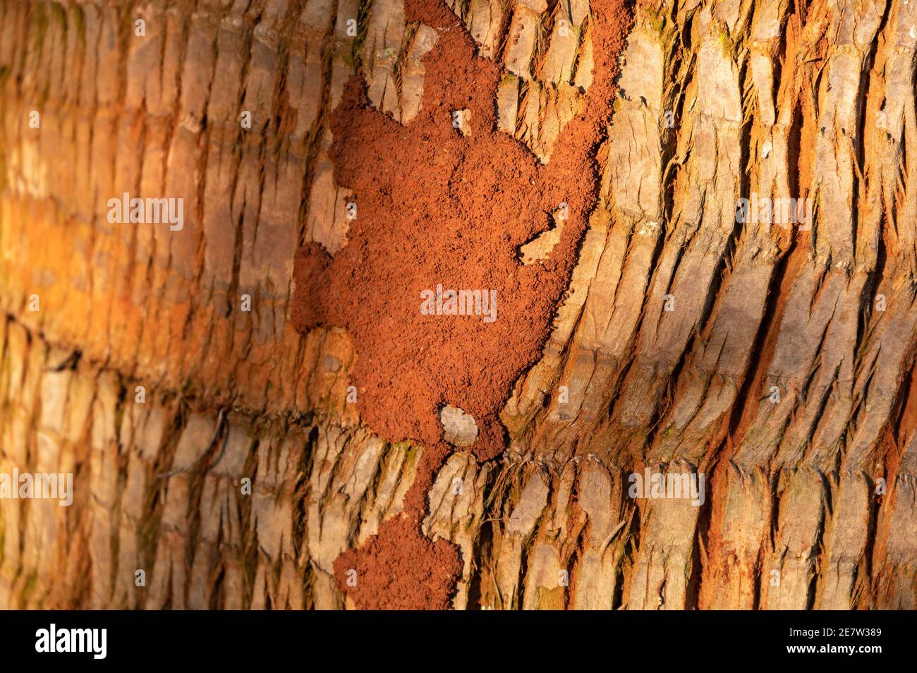 A protective covering made of earth and mud on a tree trunk forming