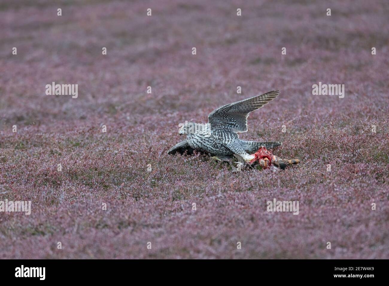 adult gray gyrfalcon hunting duck at British Columbia Canada; north  american Stock Photo - Alamy