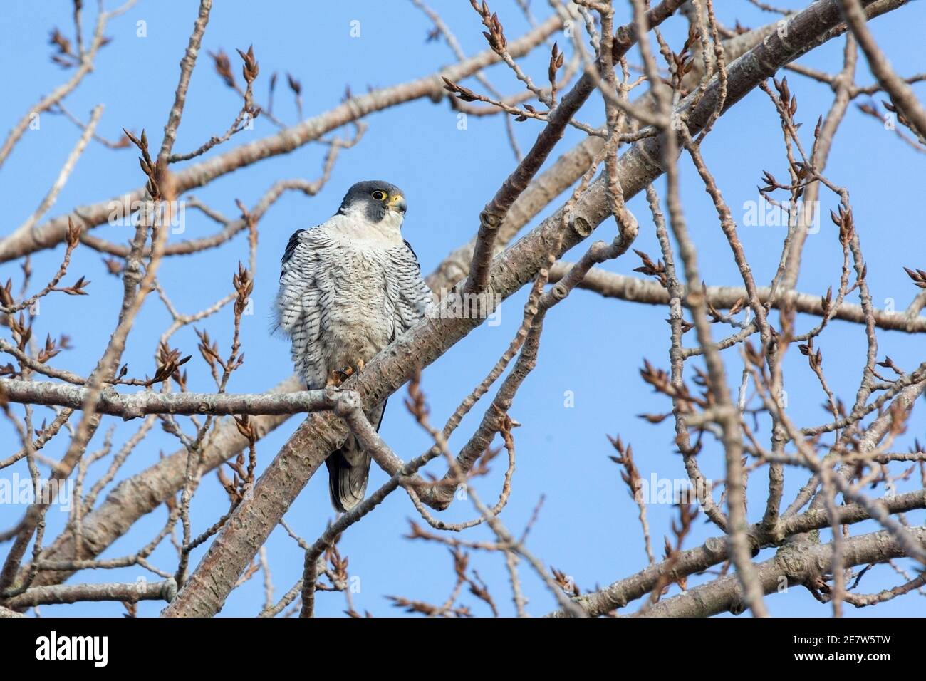adult peregrine falcon at British Columbia Canada; north american Stock Photo