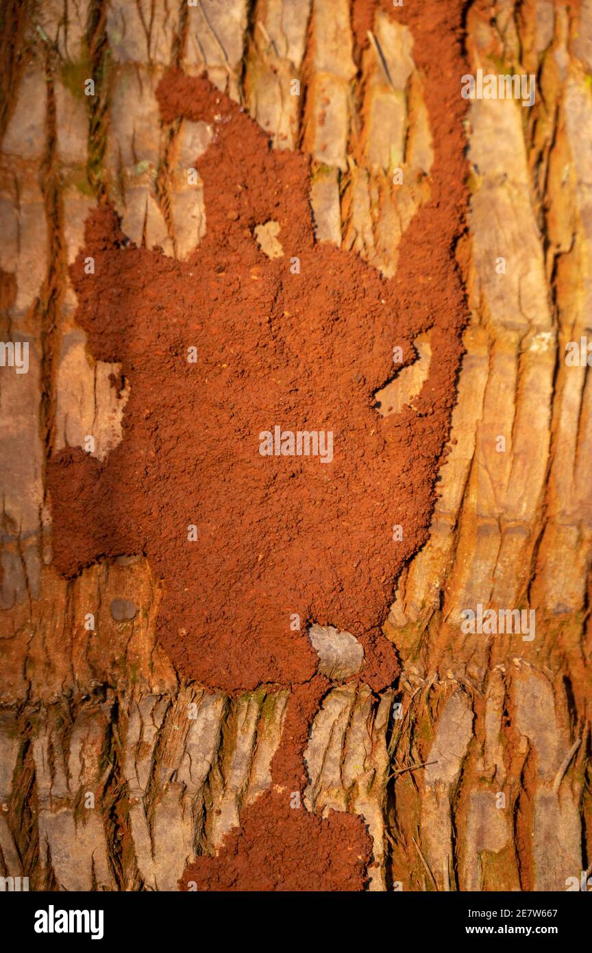 A protective covering made of earth and mud on a tree trunk forming