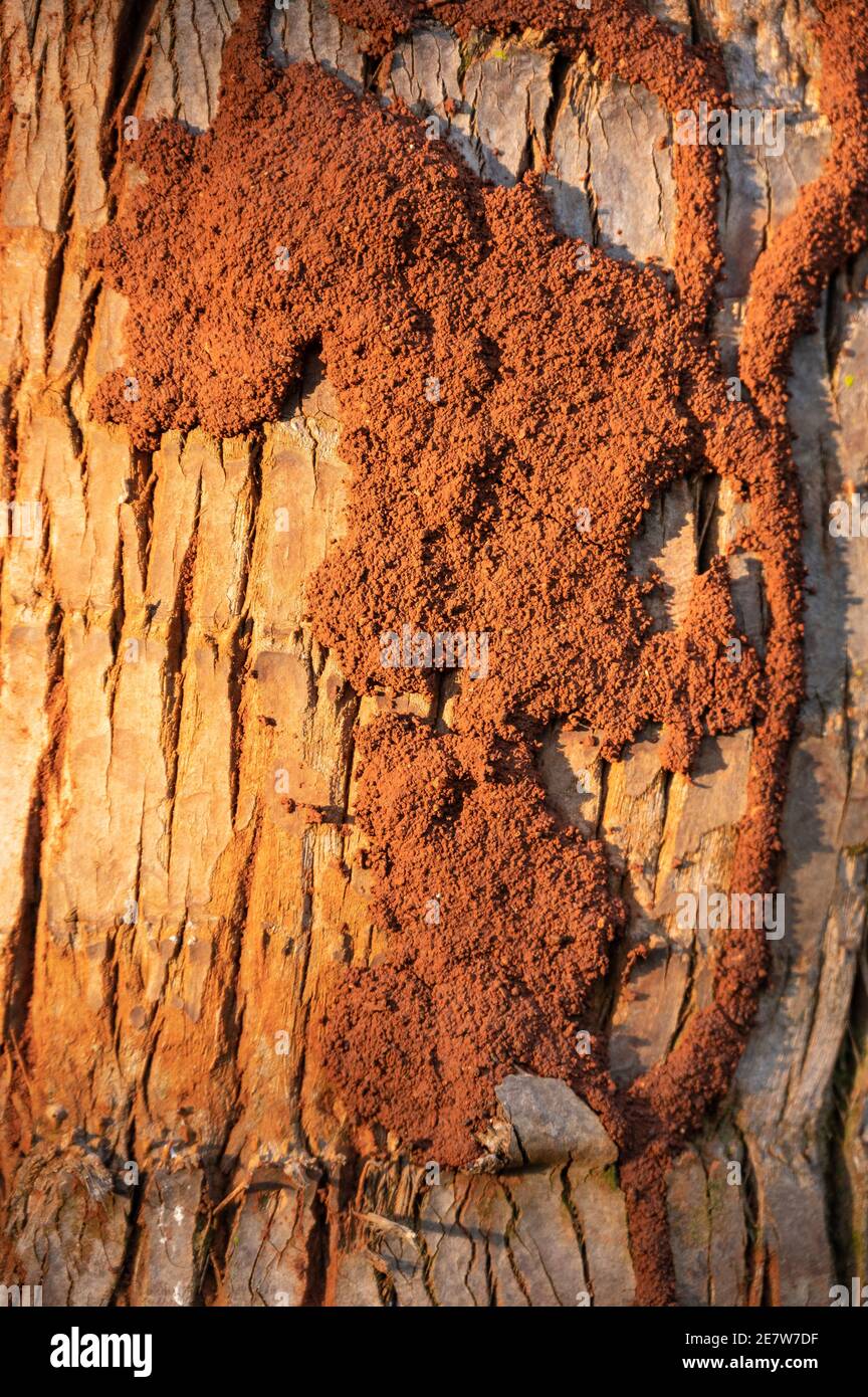 Termite infestation termites hires stock photography and images Alamy