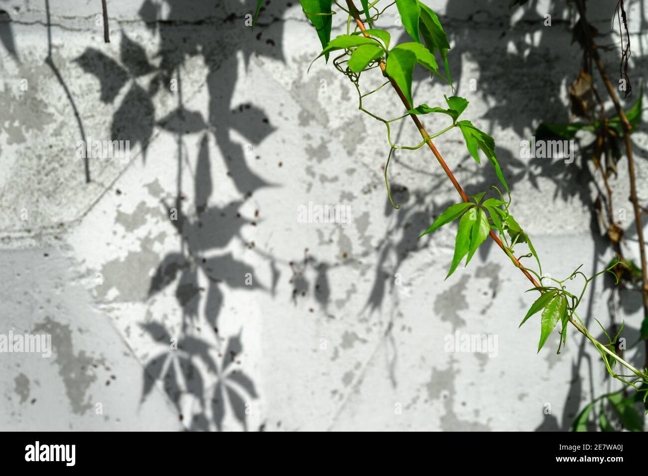 Virginia creeper vine growing on a white wall in the summer Parthenocissus quinquefolia, known as Victoria creeper, five-leaved ivy, or five-finger.Wo Stock Photo