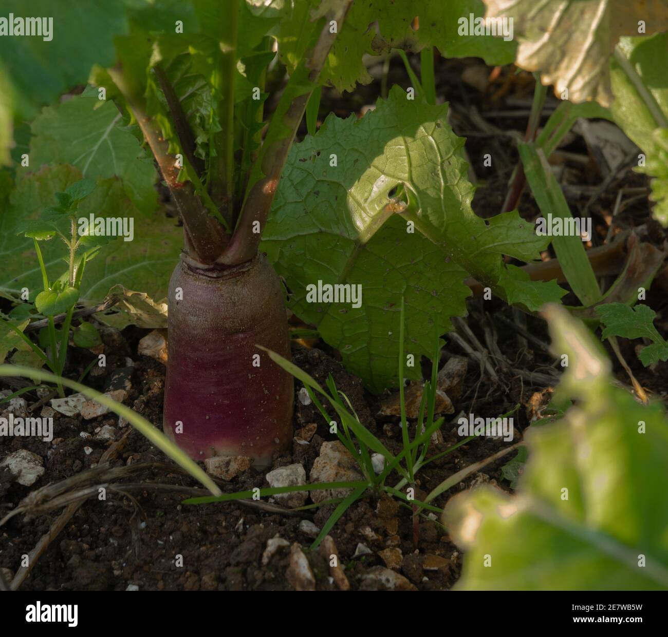 turnip vegetable with exposed purple sun coloured crop half above ground Stock Photo