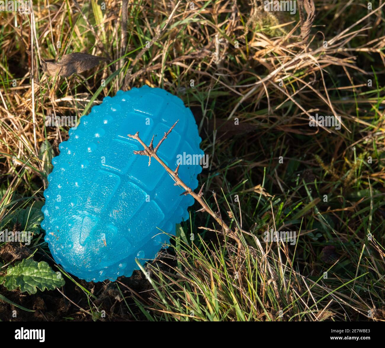 blue plastic toy hand grenade lying in grass Stock Photo