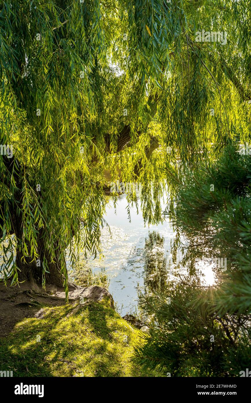 Weeping willow tree, green branches bend low over a smooth surface of a pond Stock Photo