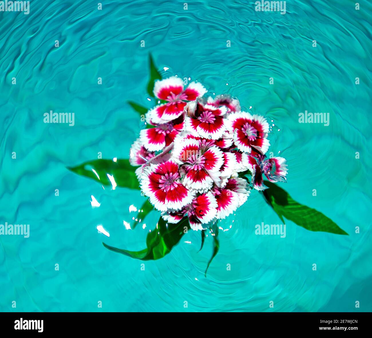 Flowers floating on water surface Stock Photo