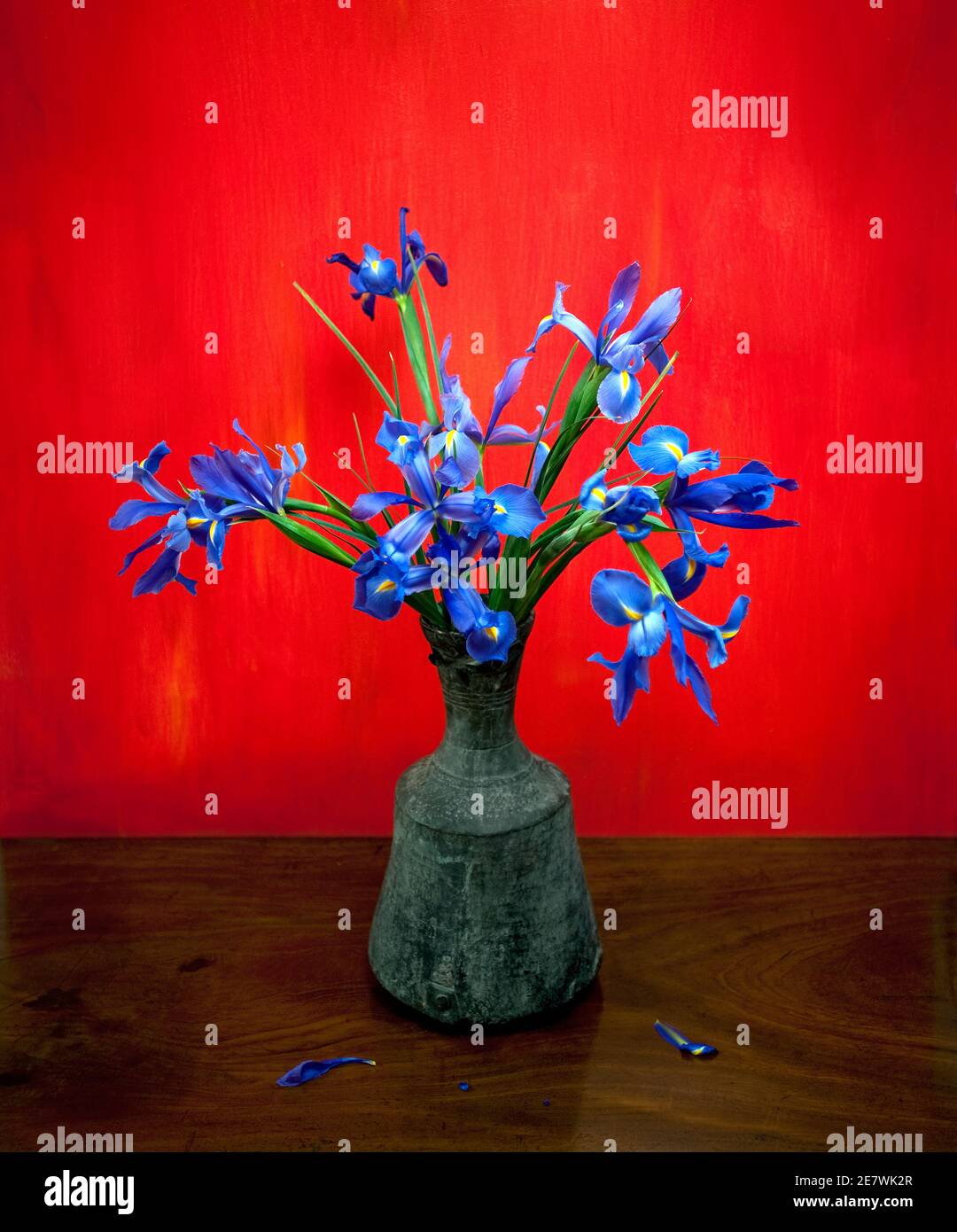 Irises in metal water vase with red background Stock Photo