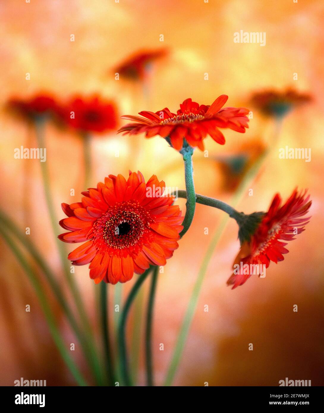 Orange red gerbera flowers Stock Photo