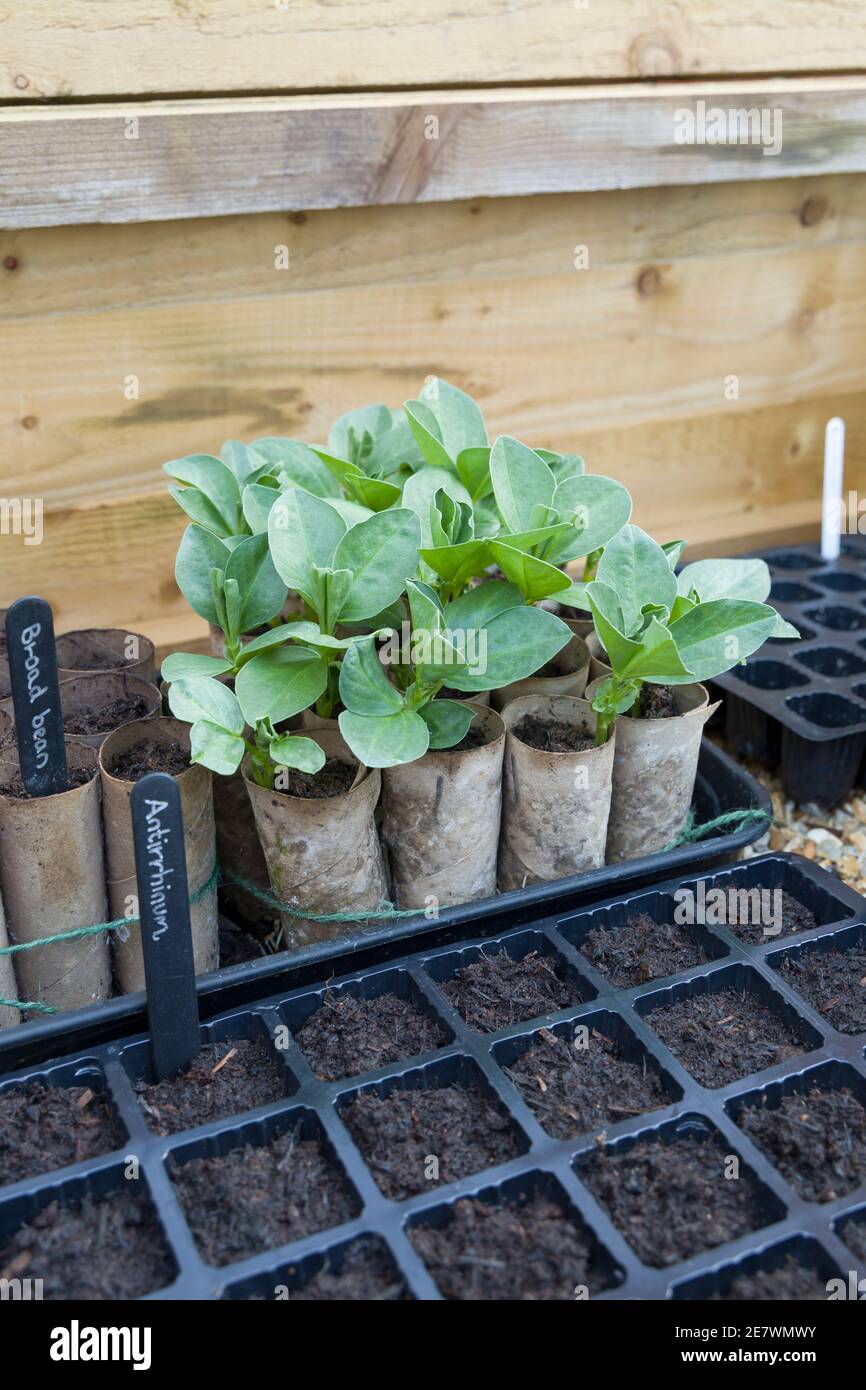 Modular seed trays and toilet rolls with broad bean plants inside cold frame in winter/early spring. Vegetable growing in UK Stock Photo