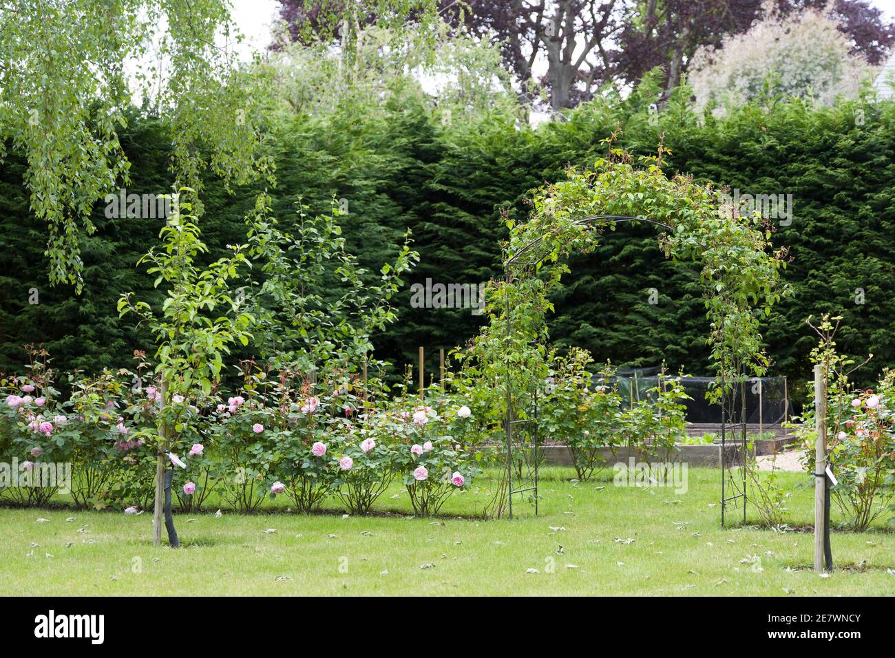 UK landscaped garden with hedge roses, rose arch and leylandii hedge Stock Photo