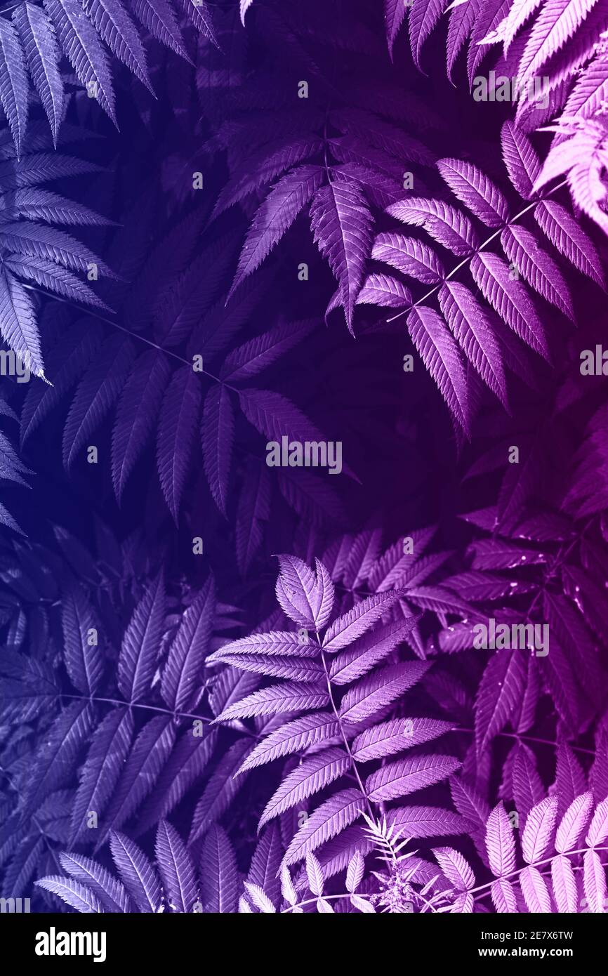 background with leaves colored in pink and blue gradient Stock Photo