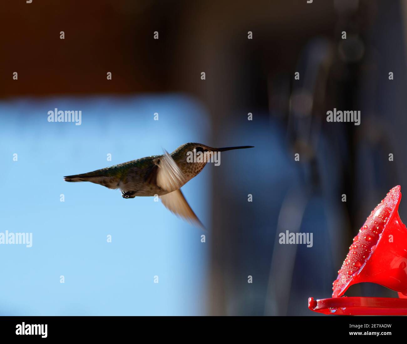 Hummingbird Drinking from Hummingbird Feeder Stock Photo Alamy