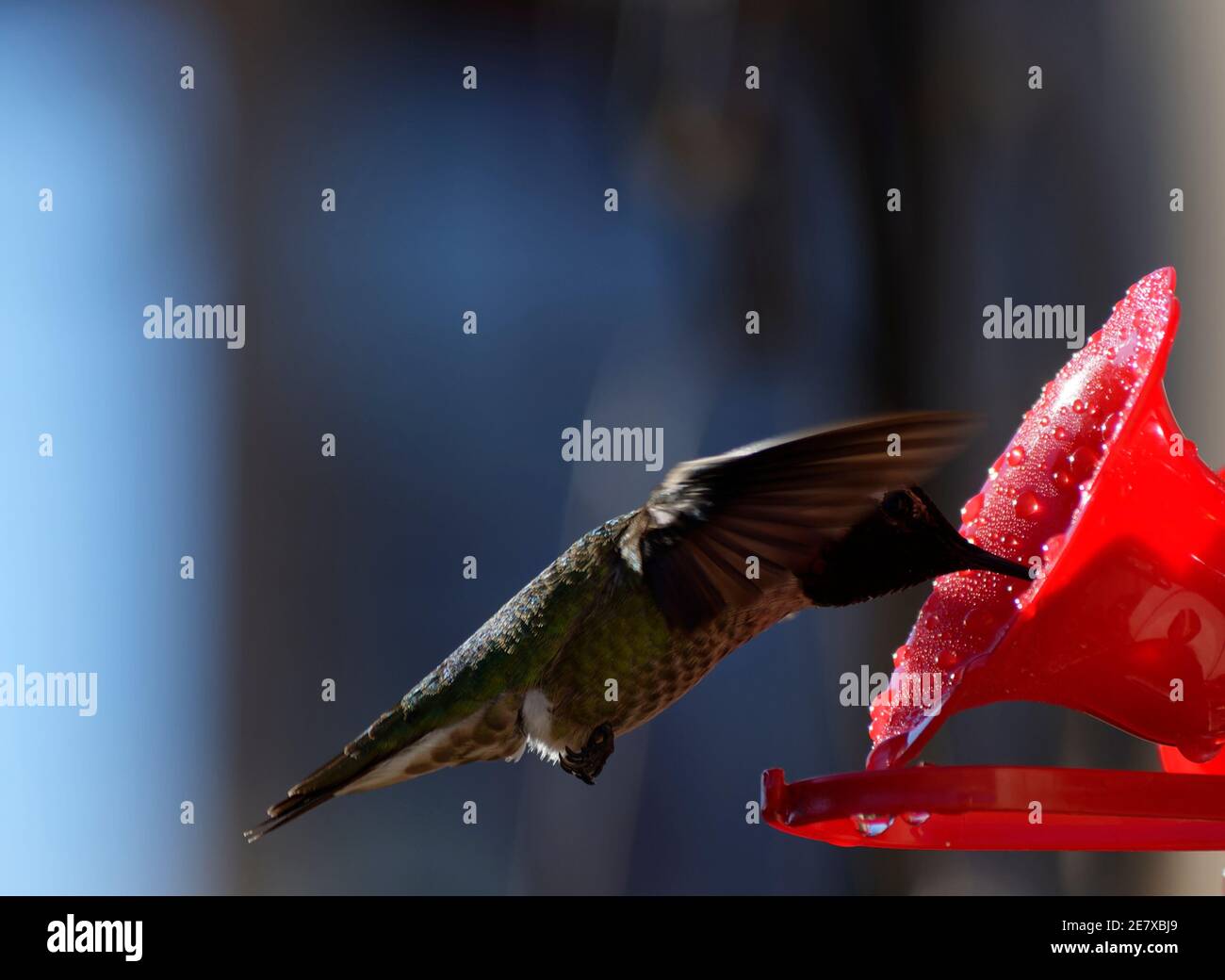 Hummingbird Drinking from Hummingbird Feeder Stock Photo Alamy