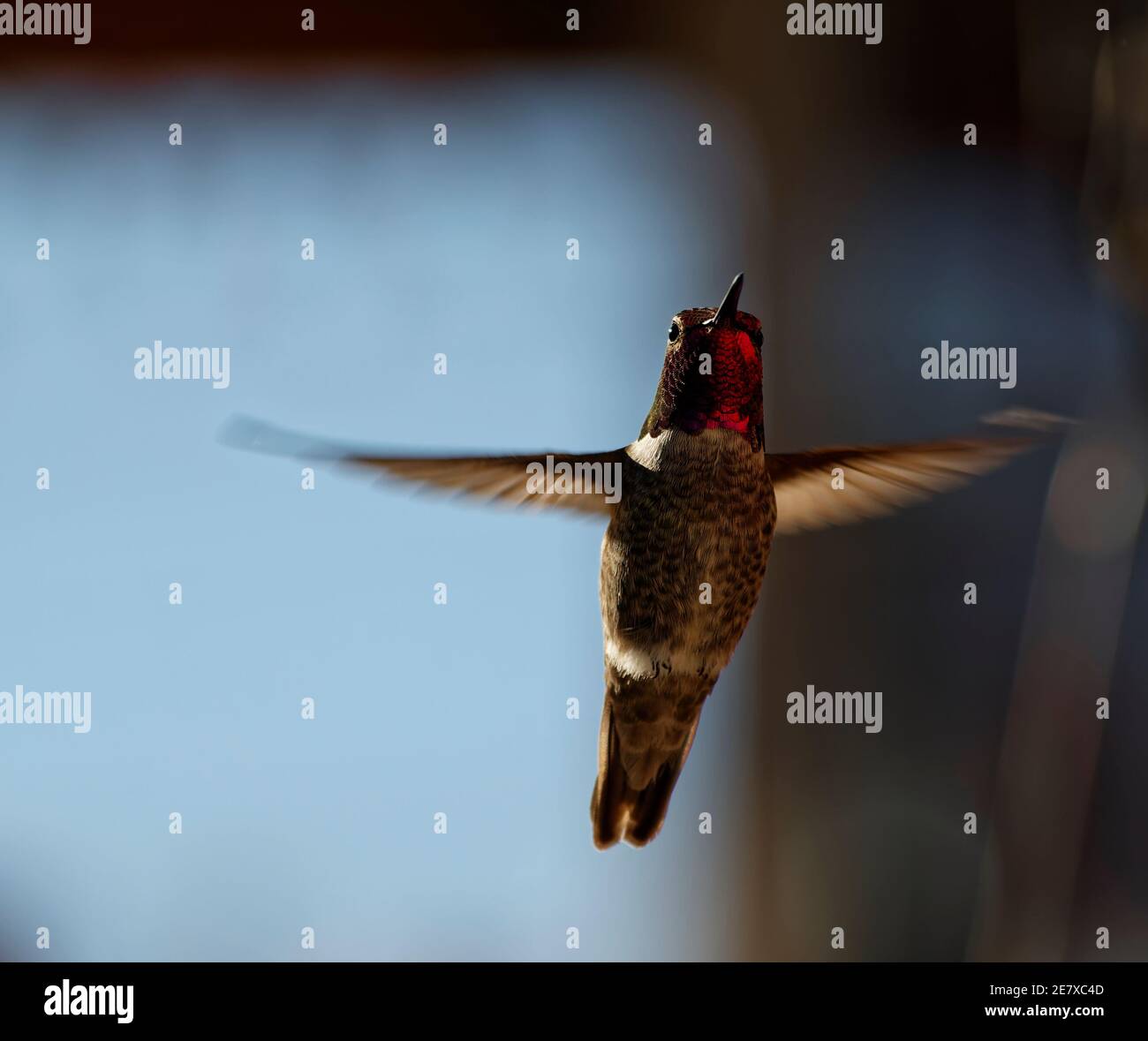 Hummingbird Drinking from Hummingbird Feeder Stock Photo Alamy