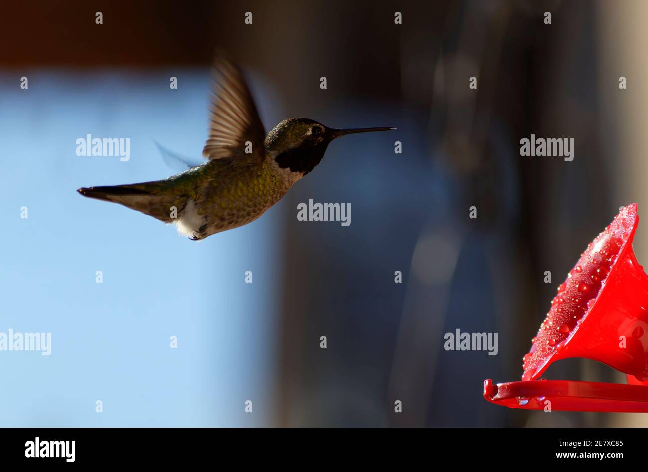 Hummingbird Drinking from Hummingbird Feeder Stock Photo Alamy