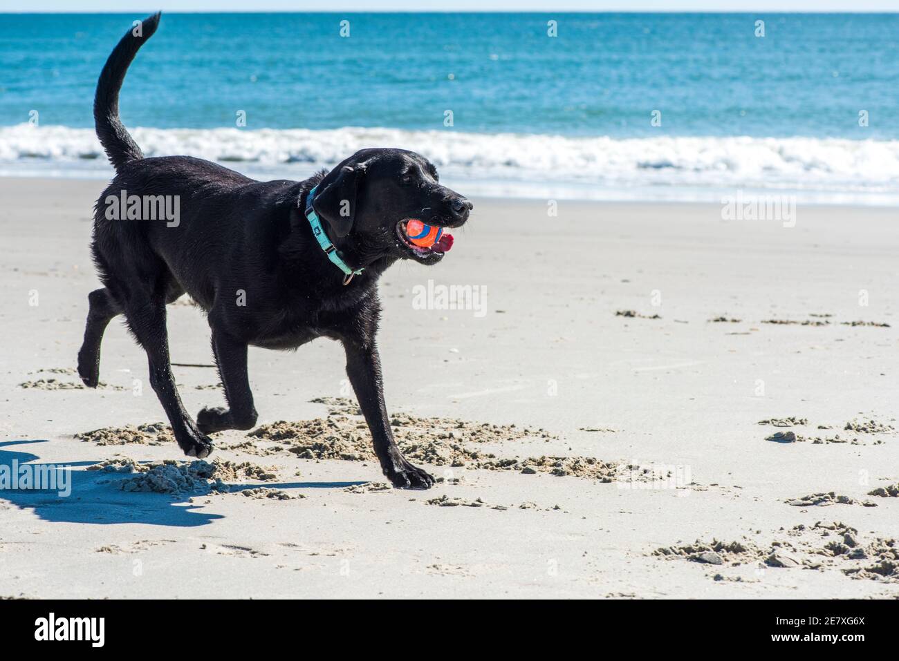 Atlantic labradors best sale