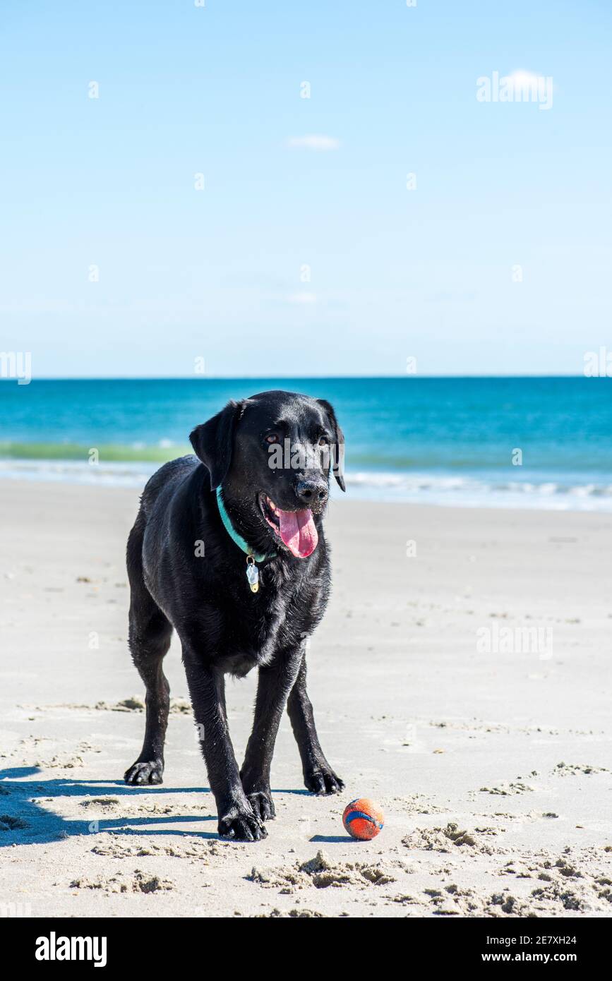 A black labrador retriever plays with a ball in the sand and surf at Atlantic Beach, North Carolina. Stock Photo