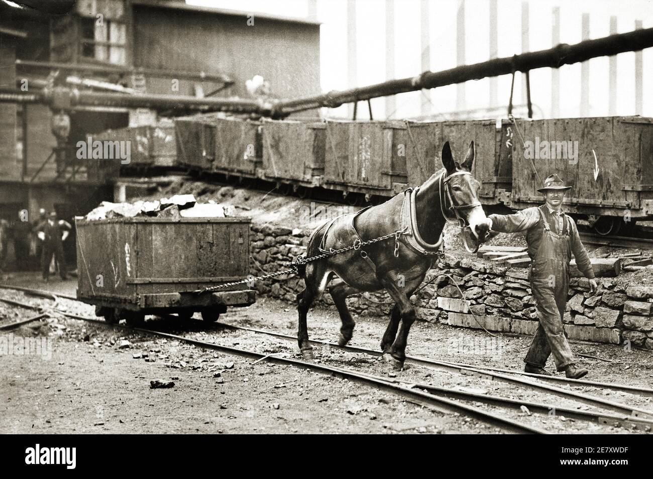 A mule pulling a load of anthracite coal from the Swoyer Mine on Kossack St. Swoyersville Pennsylvania. USA Mid 1900s...Mules were considered more valuable than men at that time. Stock Photo