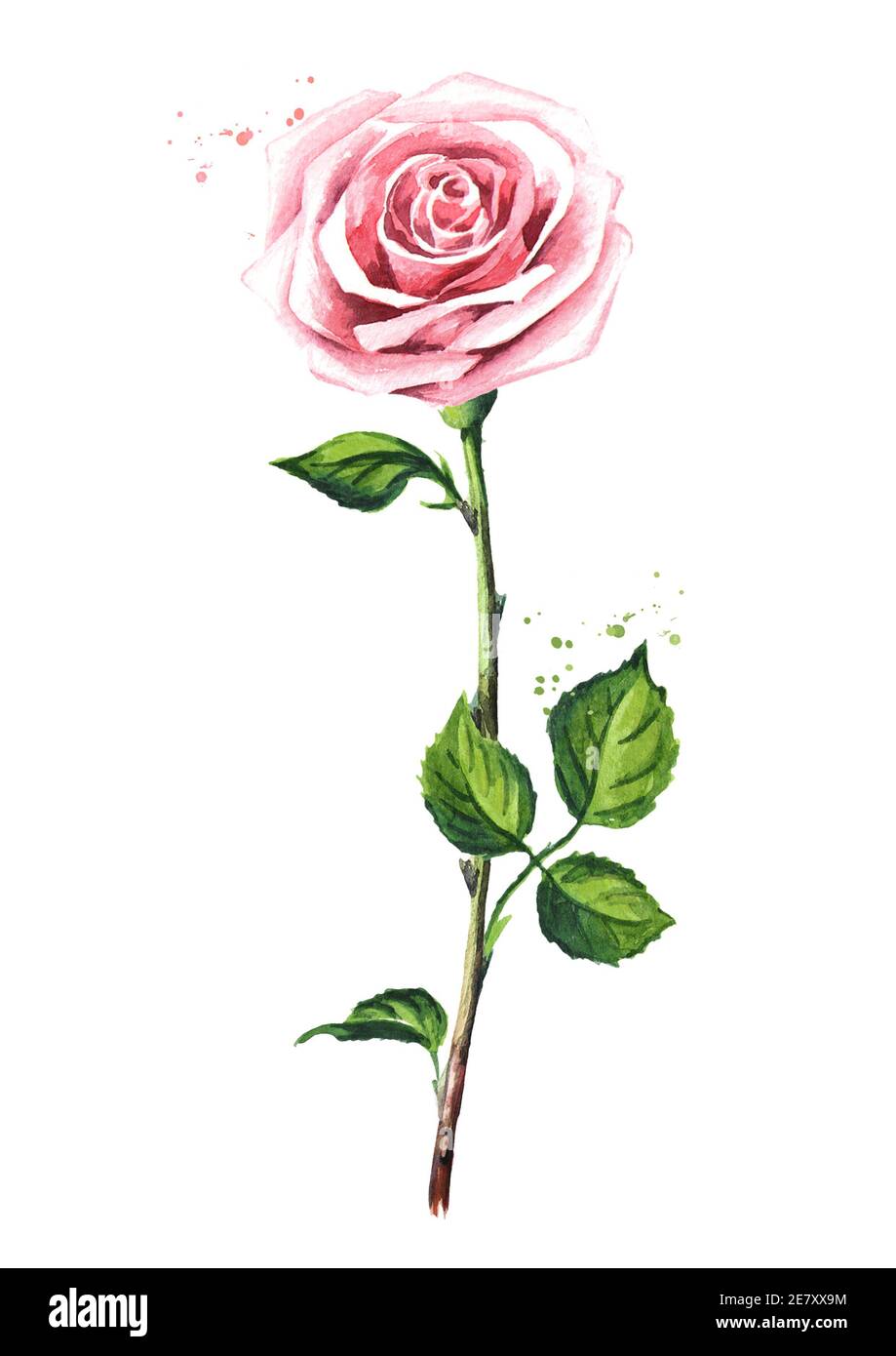 Pink rose. Watercolor hand drawn illustration, isolated on white ...
