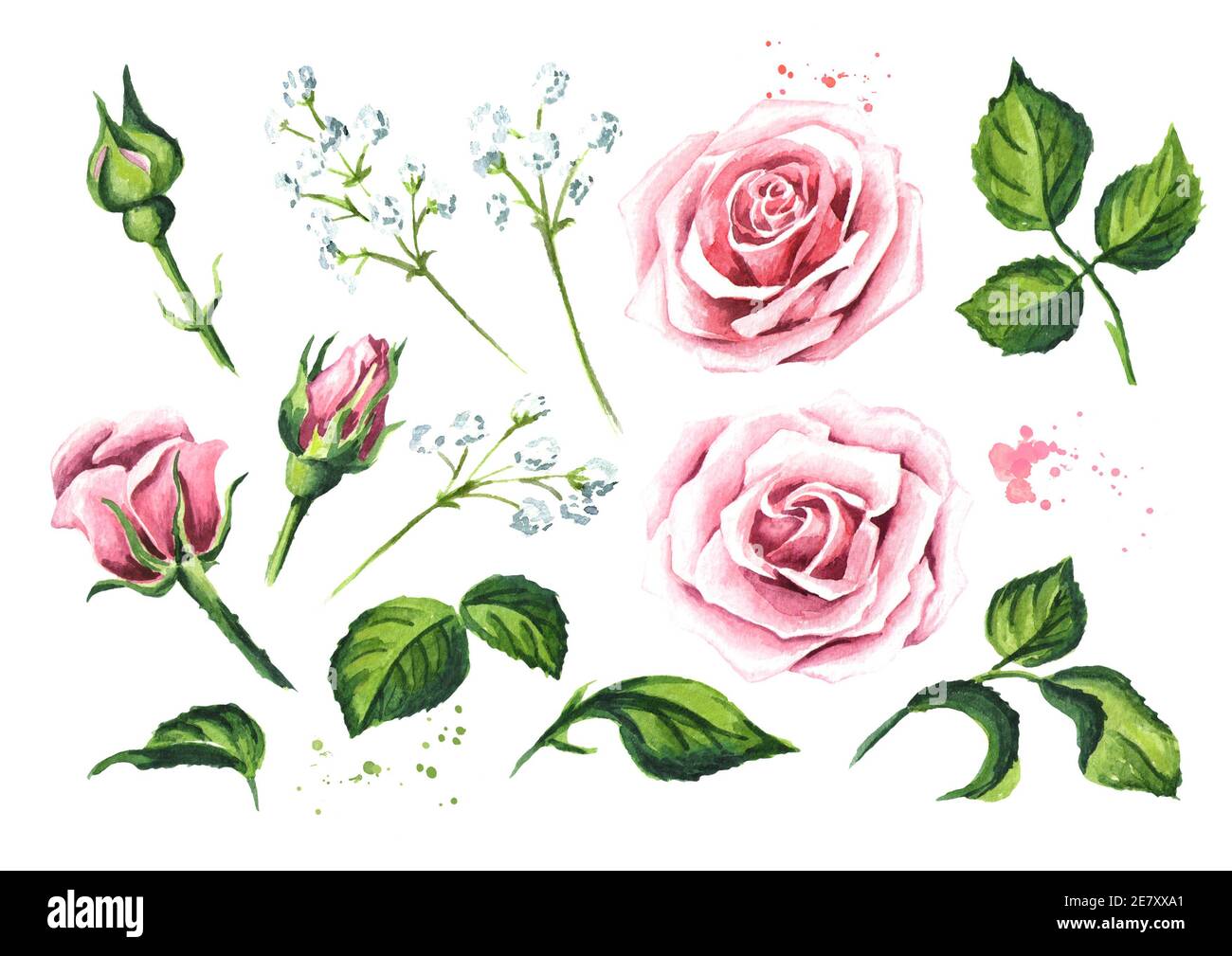 Set of elements of pink rose flower. Watercolor hand drawn illustration ...