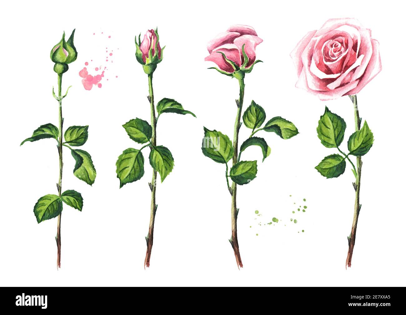 Pink rose flower set. Watercolor hand drawn illustration, isolated on ...