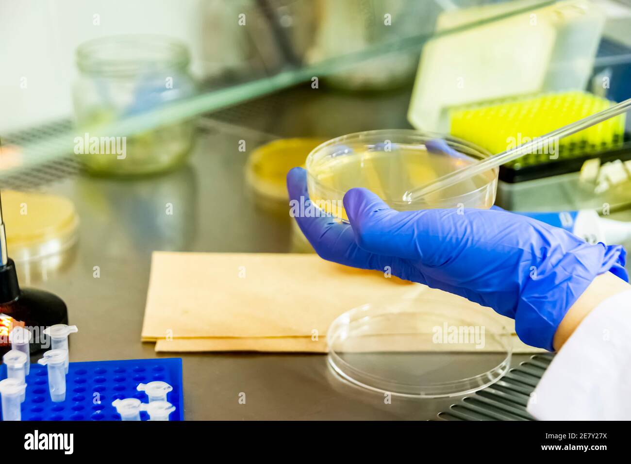 Scientist spreading bacteria liquid medium on agar plate under the