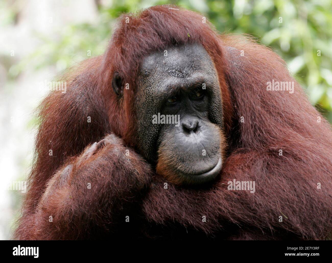 An orangutan looks on at the Singapore Zoo June 4, 2009. The Singapore Zoo has been responsible for the successful births of 33 orangutans, an endangered species, since its opening in 1973. Orangutans, a great ape species native to Malaysia and Indonesia, are highly endangered due to destruction of their rainforest habitats and poaching.   REUTERS/Staff (SINGAPORE ENVIRONMENT ANIMALS) Stock Photo