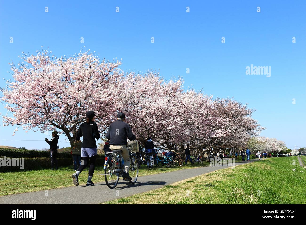 Japanese cherry blossom viewing scenery Stock Photo