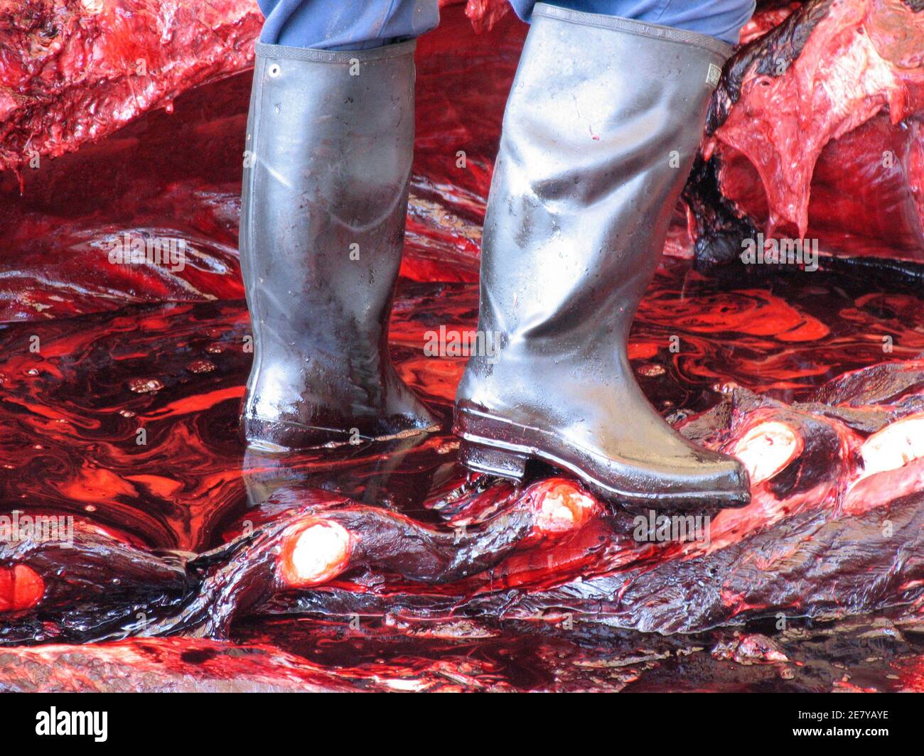 Workers butcher a 10-tonne (11-ton) Baird's Beaked Whale at Wada Port in Chiba Prefecture, Japan June 21, 2007. Japan last month threatened to quit the International Whaling Commission (IWC) after opposition from anti-whaling nations at the group's annual meeting forced it to scrap a proposal to allow four coastal villages to kill minke whales. REUTERS/Olivier Fabre (JAPAN) Stock Photo