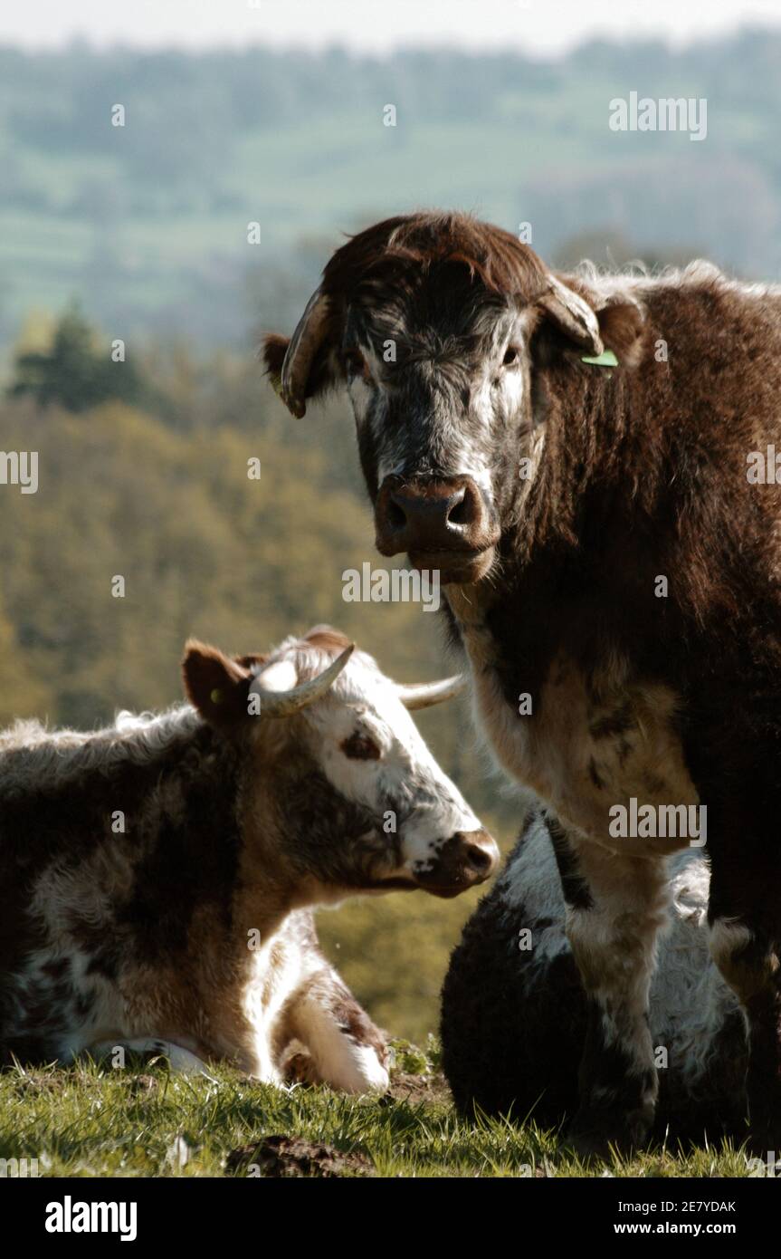 English longhorn cattle hi-res stock photography and images - Alamy