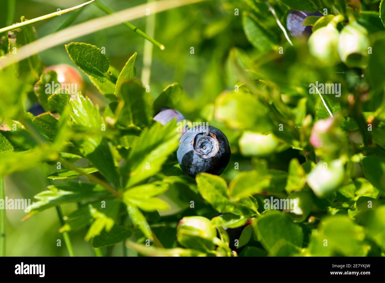 Wild Blueberries In Various Stages Of Ripening Stock Photo - Alamy