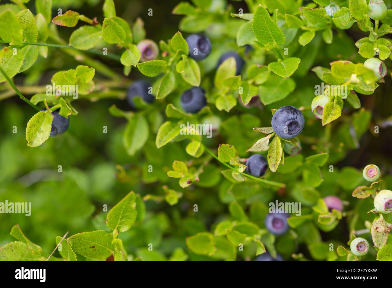 Wild blueberries in various stages of ripening Stock Photo - Alamy