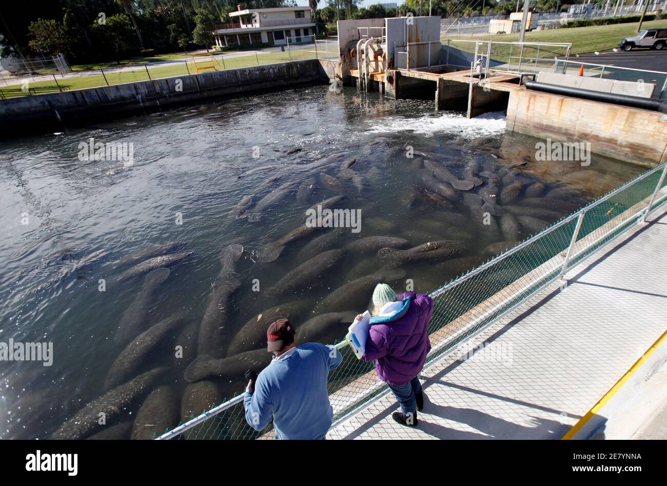Manatees power plant hi-res stock photography and images - Alamy