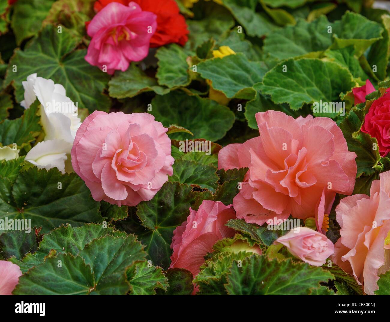 Tuberous begonias, Begonia. White, pink flowers for balcony, park, rooms, garden Close up Flowers background Stock Photo