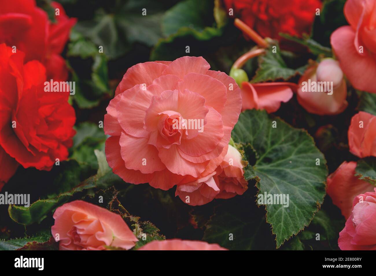 Tuberous begonias, Begonia. Pink flowers for balcony, park, rooms, garden Close up Flowers background Stock Photo