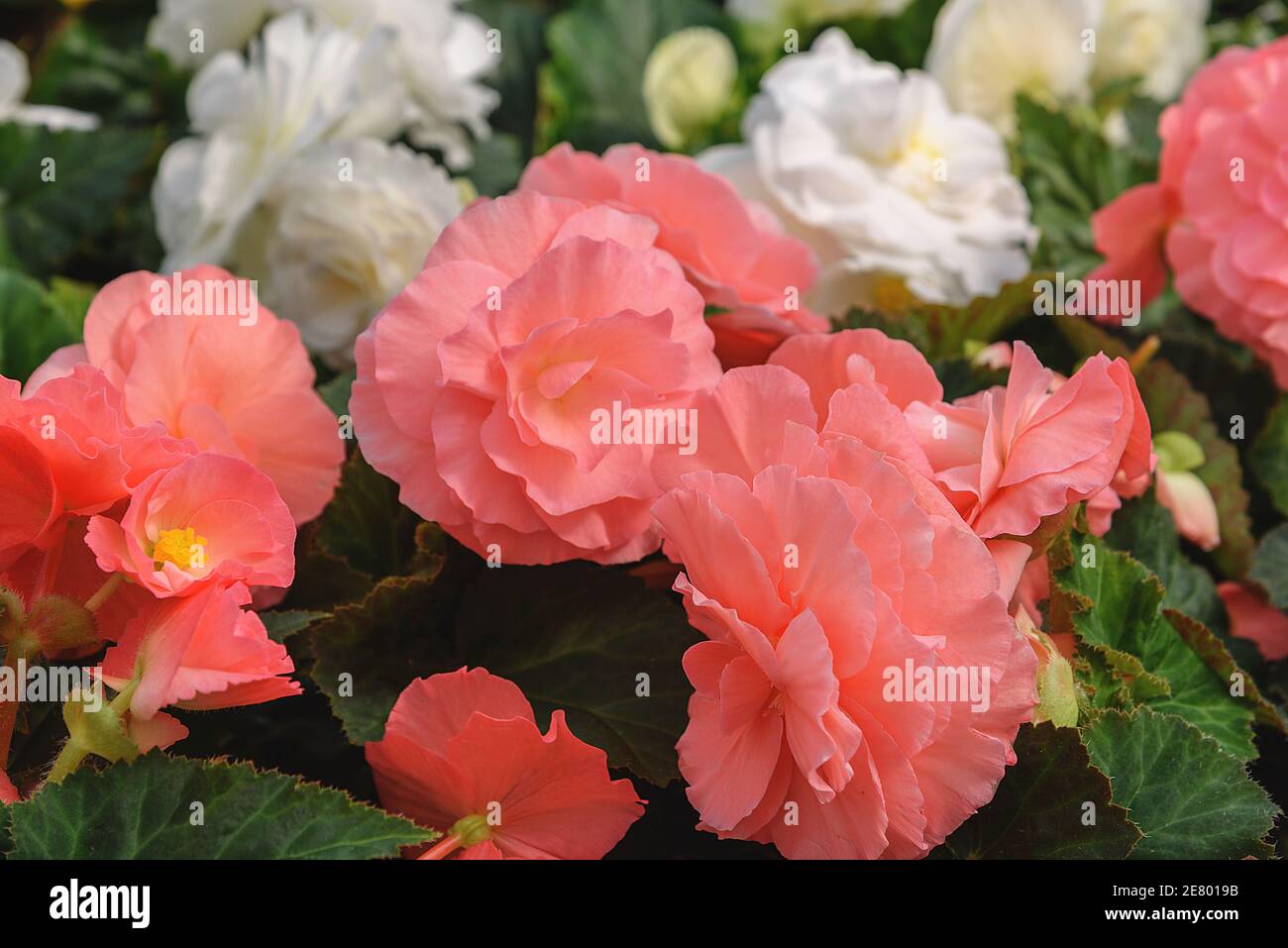 Tuberous begonias, Begonia. Flowers for balcony, park, rooms, garden Close up Flowers background Stock Photo