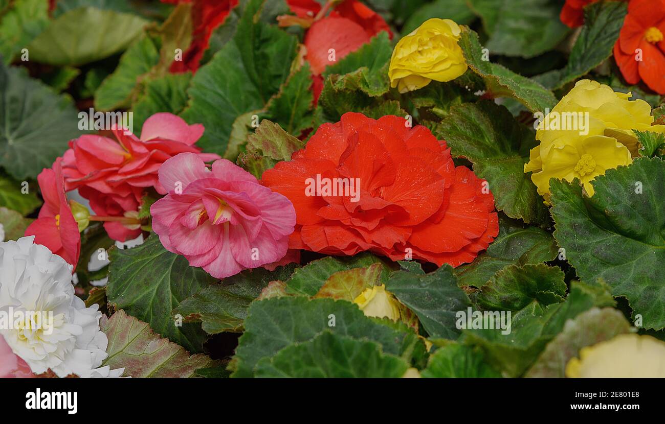 Tuberous begonias, Begonia. White, pink, yellow flowers for balcony, park, rooms garden Close up Flowers background Stock Photo