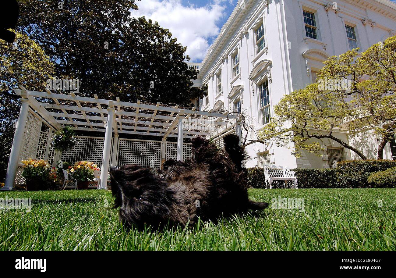Barney , Bush's dog plays in the First Lady Garden during a Inside look of the garden of the White House , part of a media preview of the 2007 Spring Garden Tour on April 20 2007 in Washington DC, USA. Photo by Olivier Douliery/ABACAPRESS.COM Stock Photo