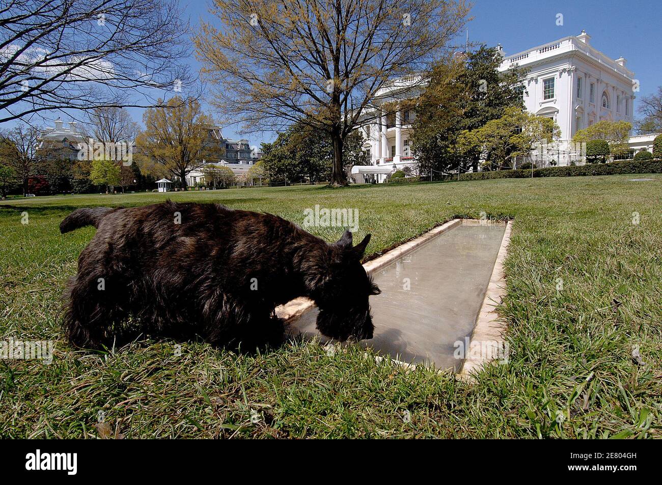 Barney , Bush's dog drinks water during a Inside look of the garden of the White House , part of a media preview of the 2007 Spring Garden Tour on April 20 2007 in Washington DC, USA. Photo by Olivier Douliery/ABACAPRESS.COM Stock Photo
