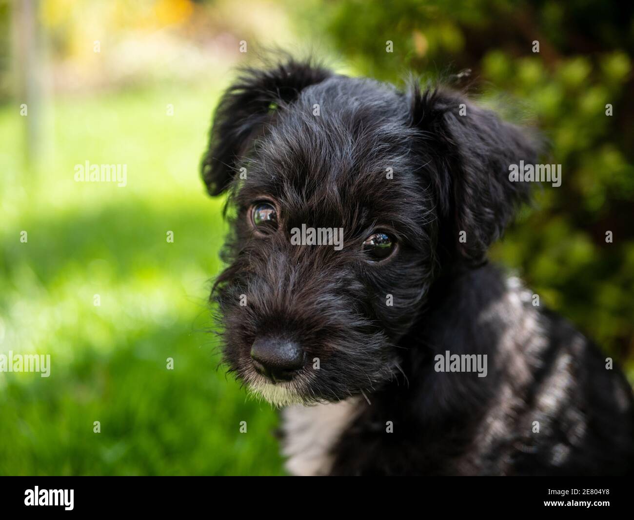 Jack Russel and Toy Poodle crossbreed, a Jackapoo, puppy in the garden with large dark eyes looking straight into the camera Stock Photo